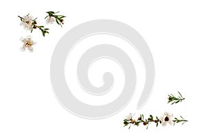 white manuka tree flowers on white background with copy space in middle
