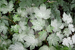 White maple leaves infected with powdery dew Erysiphales