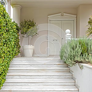 White marble stairs and door of an elegant family house entrance decorated with a potted small olive tree.