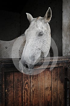 White Mare