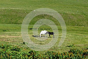 White mare with black colt on green meadow