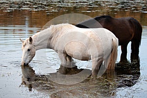 White mare and black sorrel stallion wild horses grazing on eel grass in the Salt River near Mesa Arizona USA