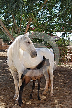 White mare with foal