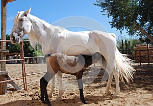 White mare with foal