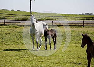 White mare with foal