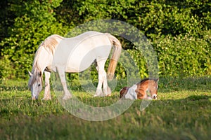 White mare and foal on the meadow