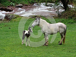 A white mare and a foal in a meadow by a stream