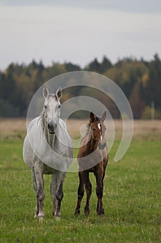 A white Mare with a full-length brown foal on a free-range pasture.