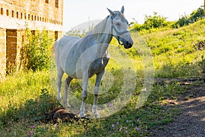 The white mare gave birth to a foal in the pasture