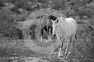 White mare wild horse in the southwest Arizona desert near Scottsdale Arizona USA - black and white