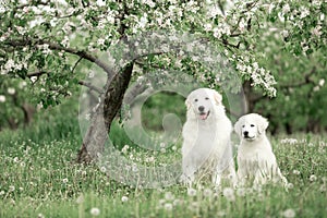 White Maremma and puppy Maremma sit under a flowering tree surrounded by white meadow flowers