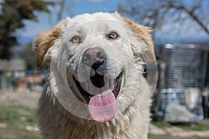 White Maremmano Abruzzen mix dog smiling at the camera with a happy face.