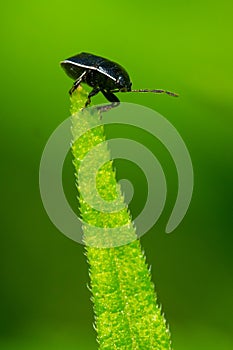 White-margined Burrower Bug - Sehirus cinctus