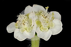 White-Margined Spurge Euphorbia marginata. Cyathia Closeup