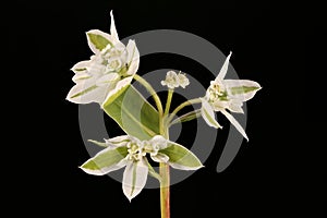 White-Margined Spurge Euphorbia marginata. Inflorescence Closeup