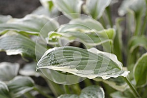 White-margined wavy plantain lily