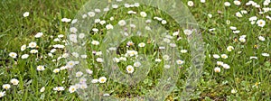 white marguerite flowers on spring meadow