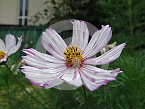 White marguerite with pink stripes