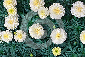 White marigold flowers on green foliage blurred background close up top view, beautiful blooming tagetes flowers, african marigold photo