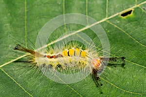 White-marked Tussock Moth Caterpillar photo