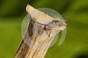 White-marked Tussock Moth Caterpillar - Orgyia leucostigma