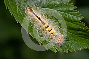 A White-marked Tussock Moth on a leaf.