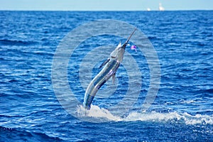 White Marlin jumping