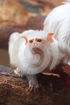 White marmoset