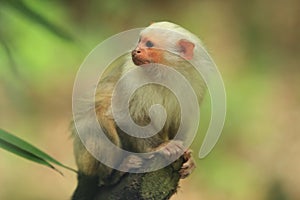 White marmoset