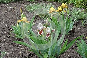 White and maroon and yellow flowers of irises