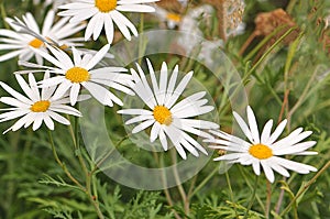 White Marquerite Daisys