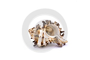 White and marron shell isolated in white background photo