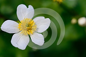 White marsh marigold caltha palustris alba