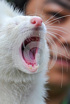 White Marten Yawning