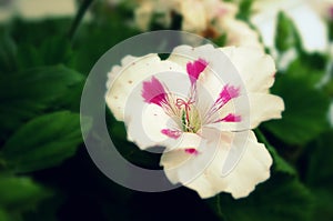 White Martha Washington Geranium