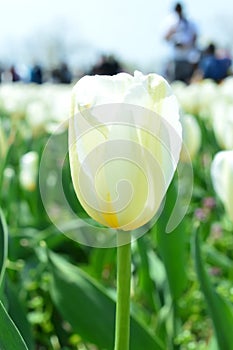 White Marvel Tulips at Windmill Island Tulip Garden