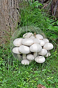 White Mashrooms