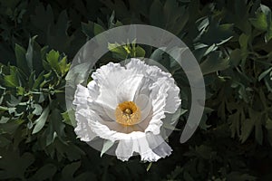 White Matilija poppy flower, a drought tolerant native plant, an outdoor closeup w/ background of identifiable leaves photo