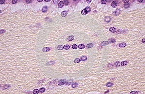 White matter. Oligodendroglia