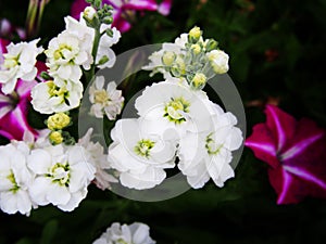 White Matthiola