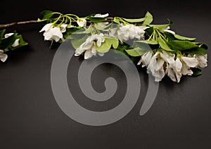 White may Fruit tree apple cherry blossom bloom flowers on elegant black background. A4 paper size border frame photo with free