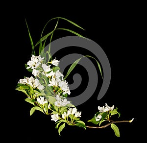 White may Fruit tree apple cherry blossom bloom flowers isolated black background.Design element for card, invitation or cosmetics