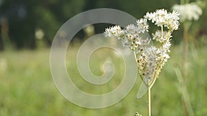 White meadow flower yarrow on natural background