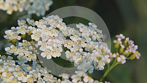 White meadow flower yarrow on natural background