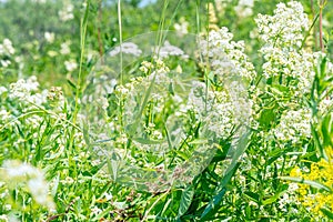 White meadow flower yarrow on natural background