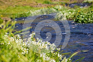 White meadowfoam (Limnanthes alba) blooming on the shores of a creek, North Table Mountain Ecological Reserve, Oroville,