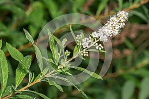 White Meadowsweet - Spiraea alba