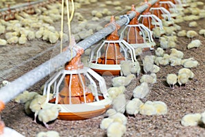 white meat chicken chicks at a poultry farm