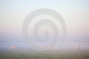 White meat cows in eempolder at sunset