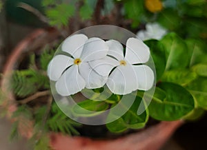white medagaskar periwinkle flowers selective focus
